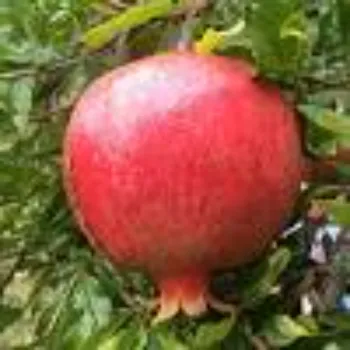 Organic Pomegranate Plant